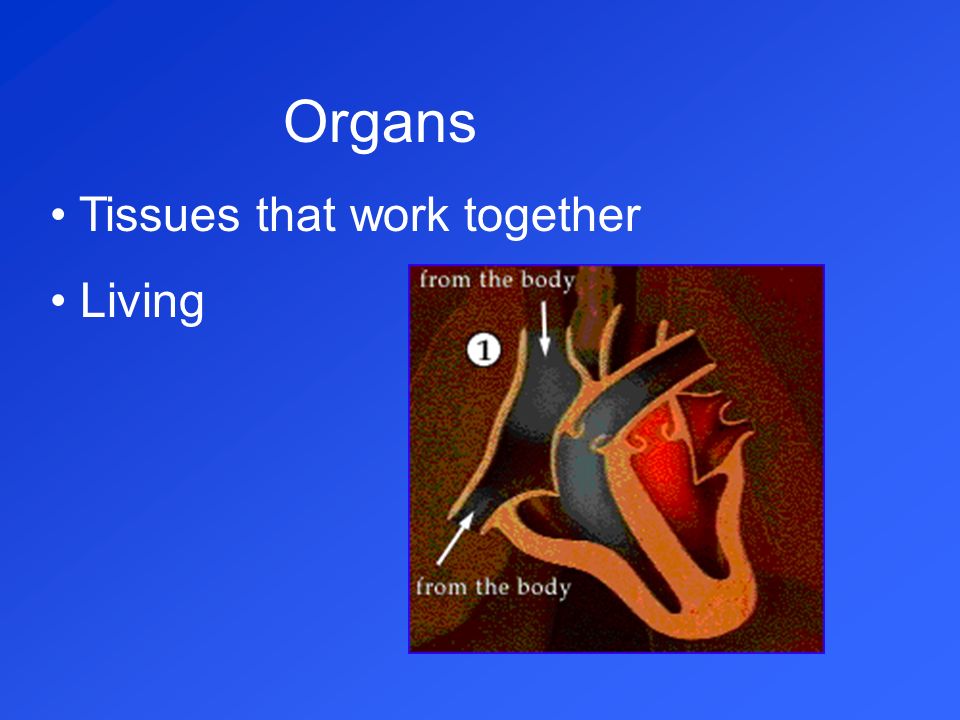 Organs Tissues that work together Living