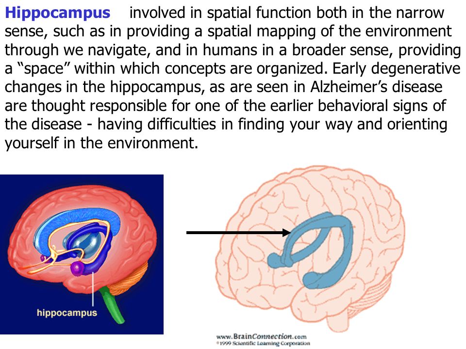 Повреждение гиппокампа. Гиппокамп. Гиппокамп и память. Гиппокамп мозга. Гиппокамп анатомия.