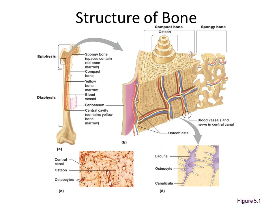 Hard bone. Lamellar. Bone Tissue. Bone structure. Эндост кости. The structure of the Tubular Bone.