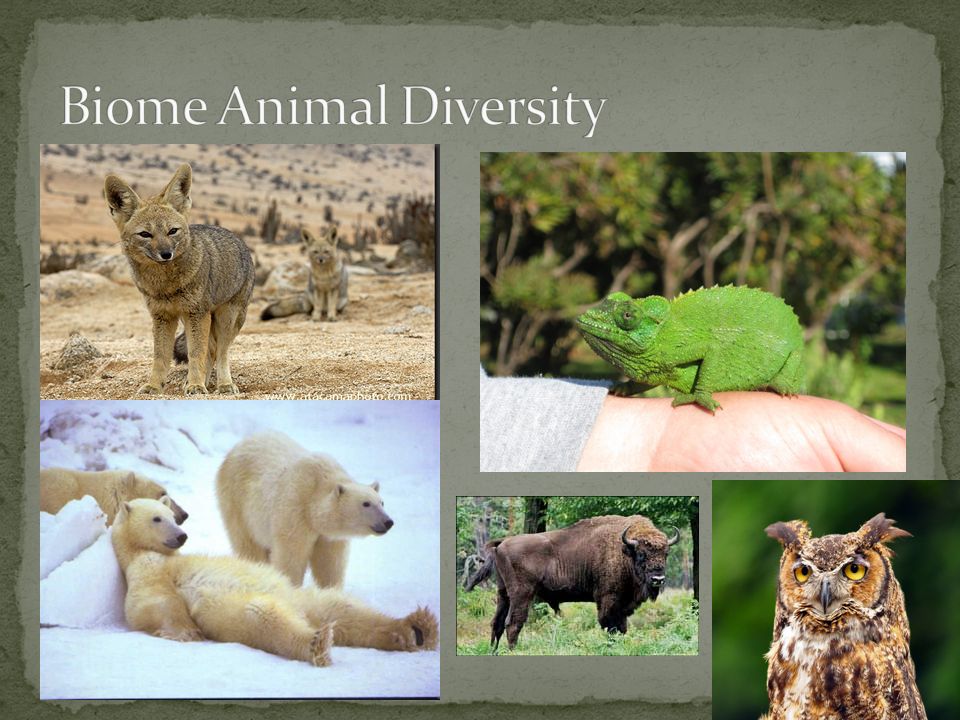 Biome Animal Diversity