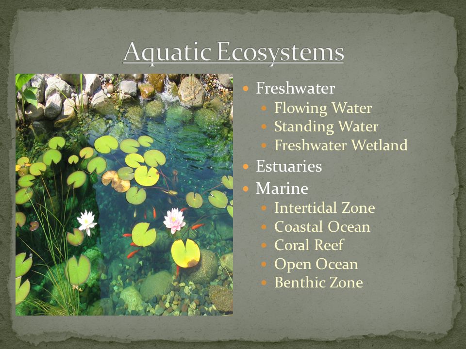 Aquatic Ecosystems Freshwater Estuaries Marine Flowing Water