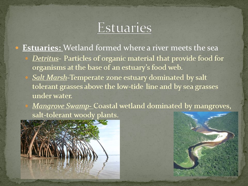 Estuaries Estuaries: Wetland formed where a river meets the sea