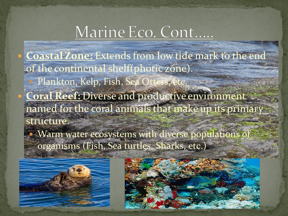 Marine Eco. Cont….. Coastal Zone: Extends from low tide mark to the end of the continental shelf(photic zone).