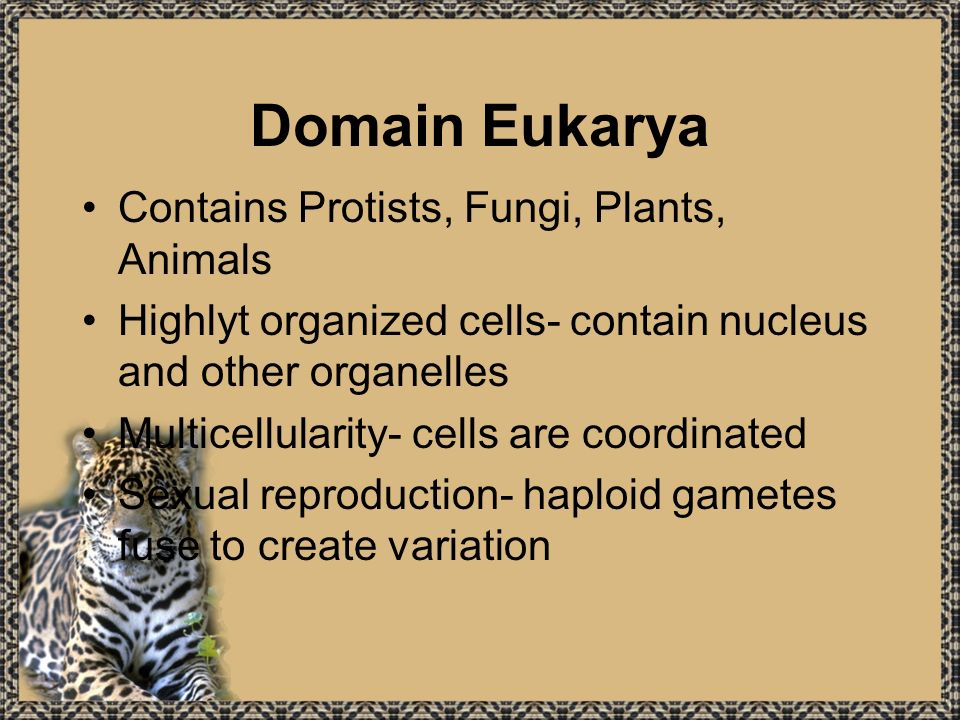 Classification of Organisms and the Kingdoms of Living Things - ppt video  online download