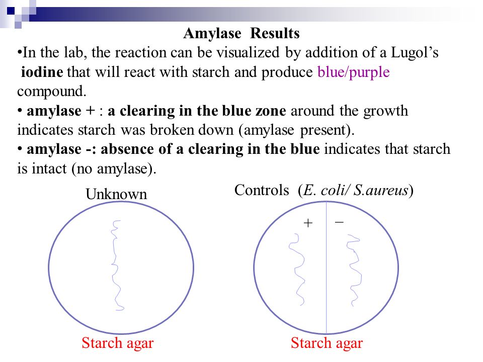 Lab Exercise 15 Enzymes Catalase Proteinase Mr Vp Ppt Video Online Download