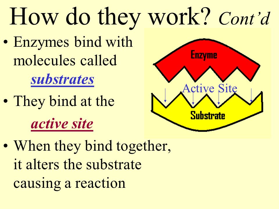 How do they work Cont’d Enzymes bind with molecules called substrates