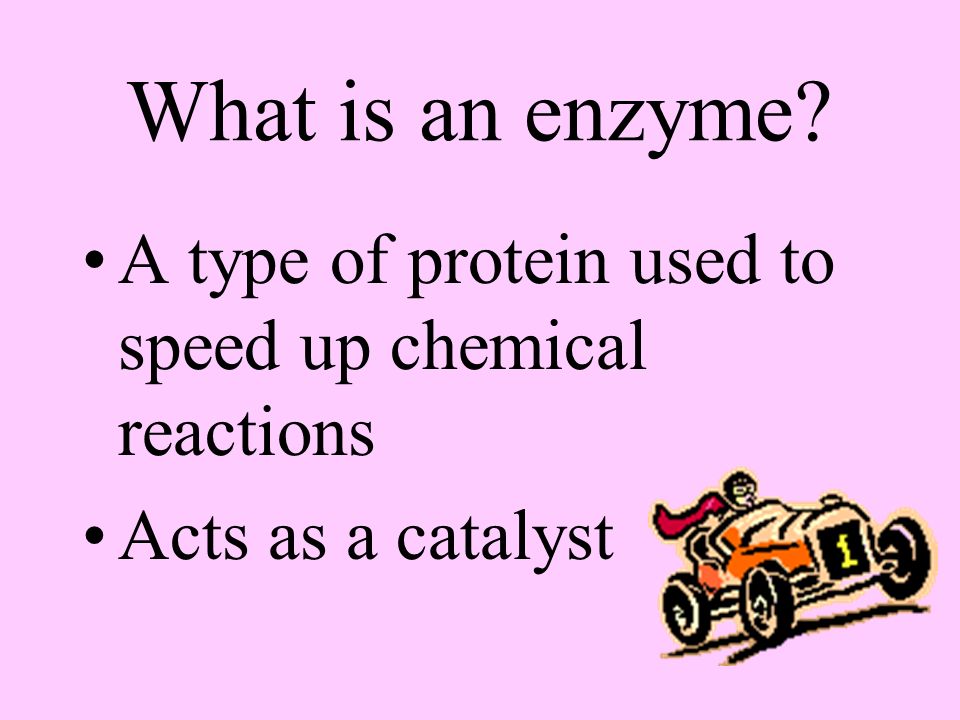 What is an enzyme A type of protein used to speed up chemical reactions Acts as a catalyst