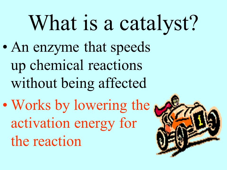 What is a catalyst. An enzyme that speeds up chemical reactions without being affected.