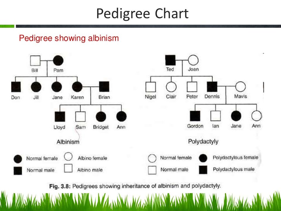 How To Do A Pedigree Chart Biology