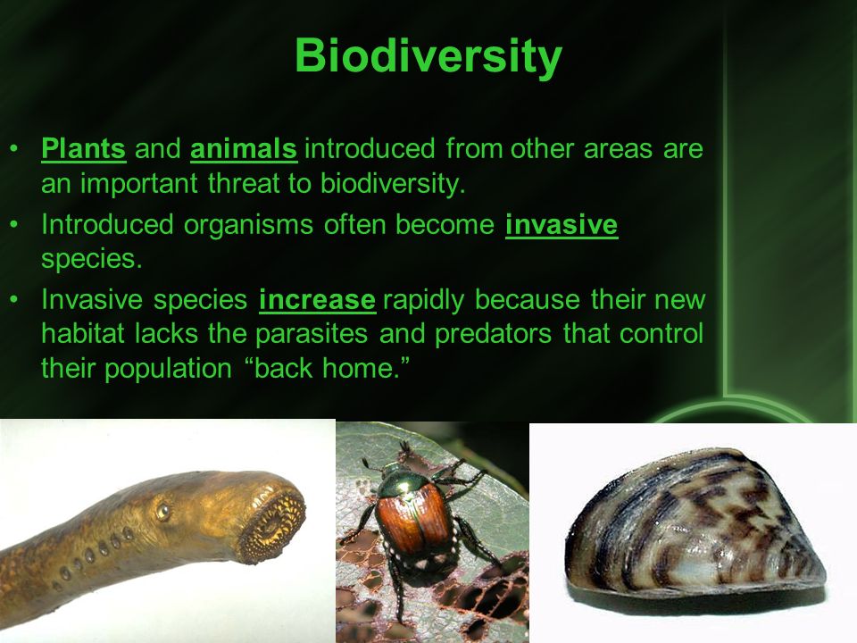 Biodiversity Plants and animals introduced from other areas are an important threat to biodiversity.