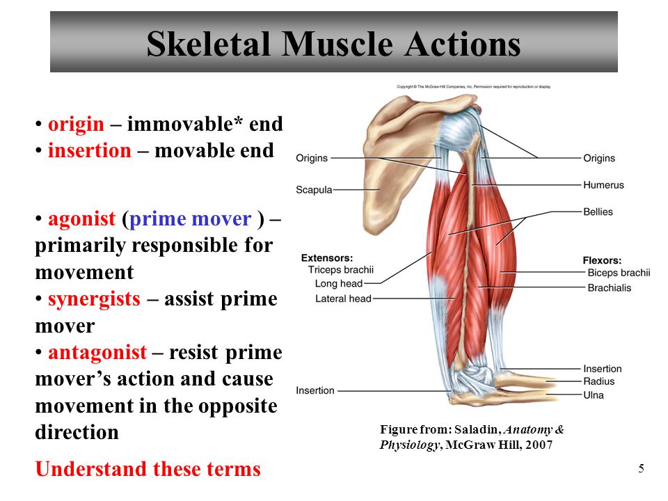 Visual Anatomy & Physiology First Edition Martini & Ober - ppt download