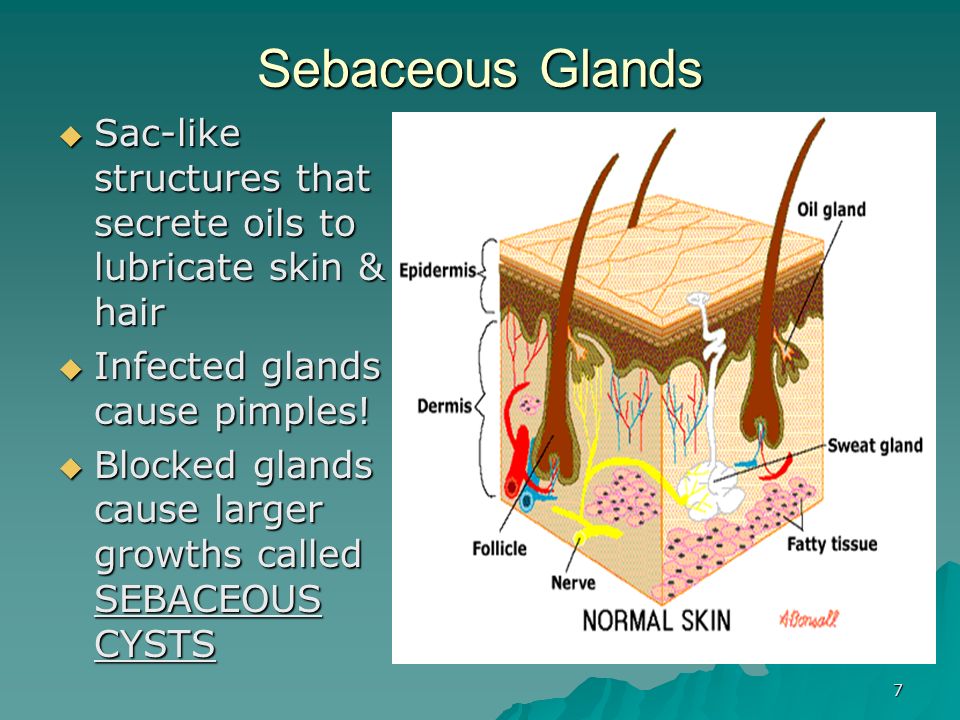 The Skin in Health & Disease - ppt download