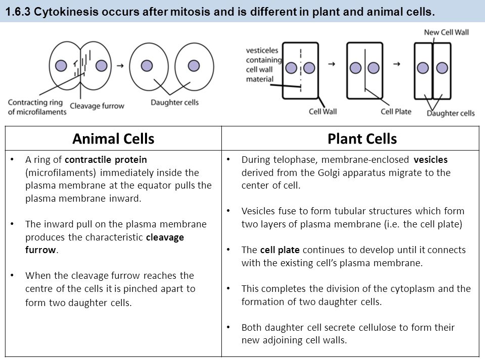 Cell Division () & Stem Cells () IB Diploma Biology - ppt video  online download