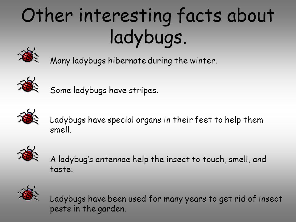 Ladybug facts and photos