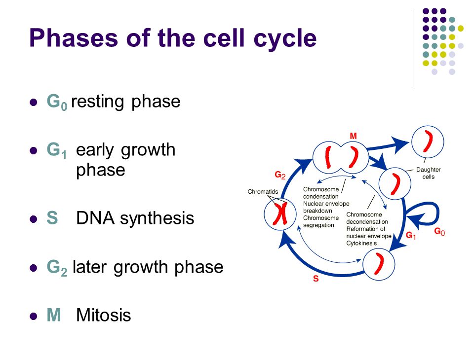 Chemotherapy Drugs And Cell Cycle Biology Diagrams