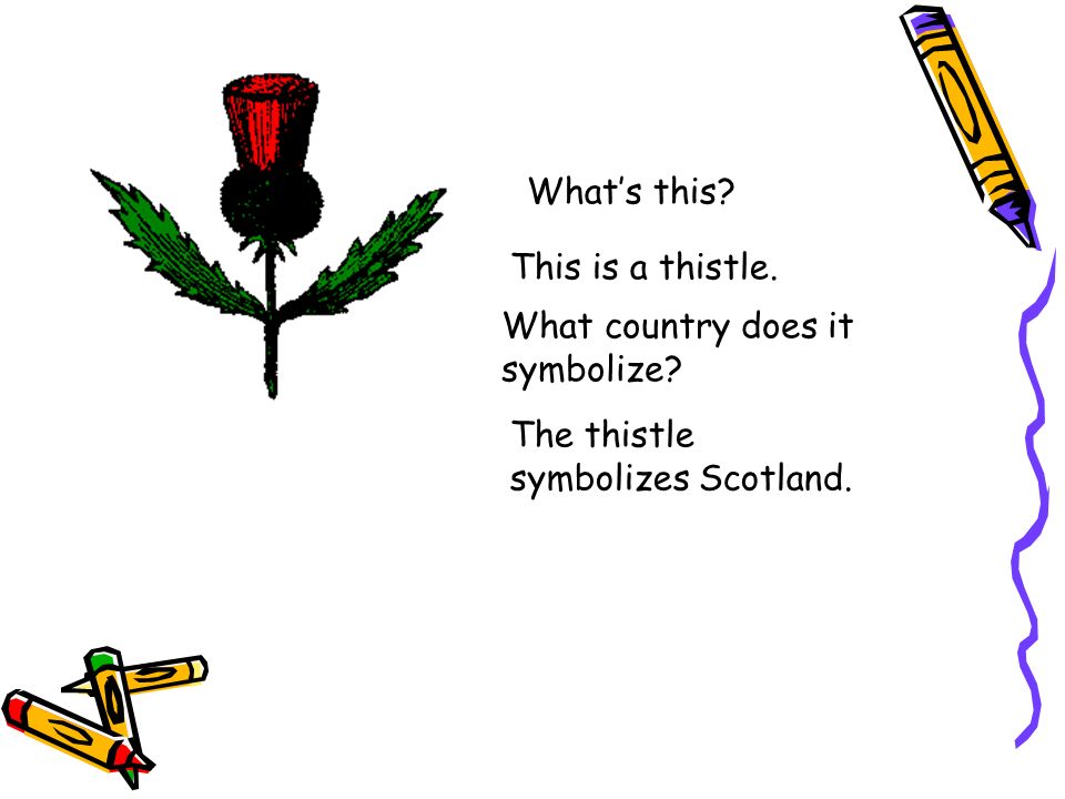 What’s this This is a thistle. What country does it symbolize The thistle symbolizes Scotland.