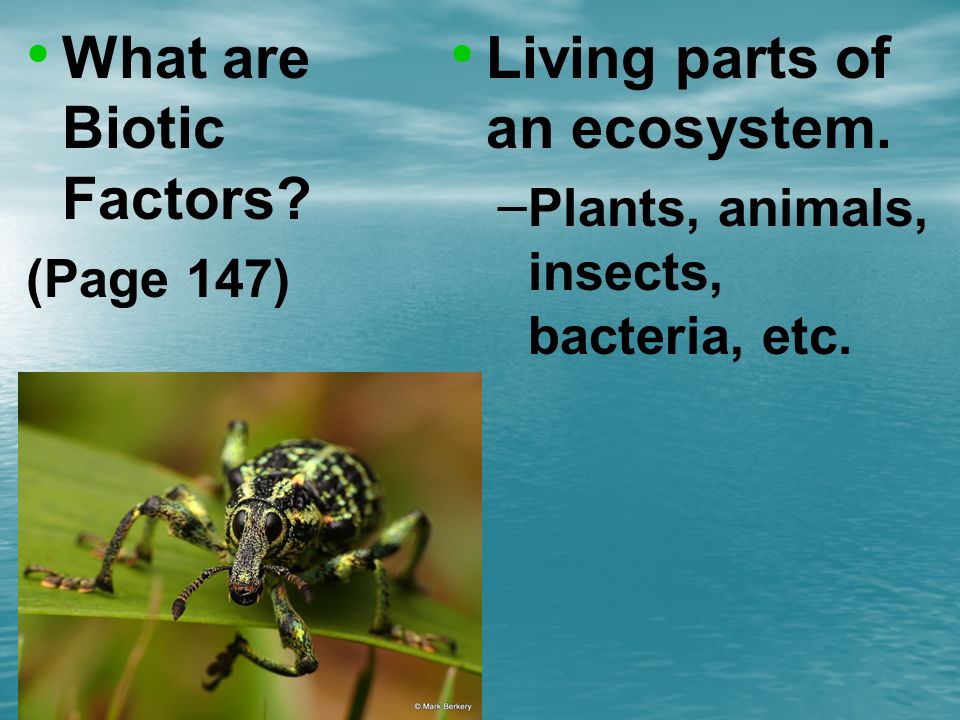What are Biotic Factors Living parts of an ecosystem.