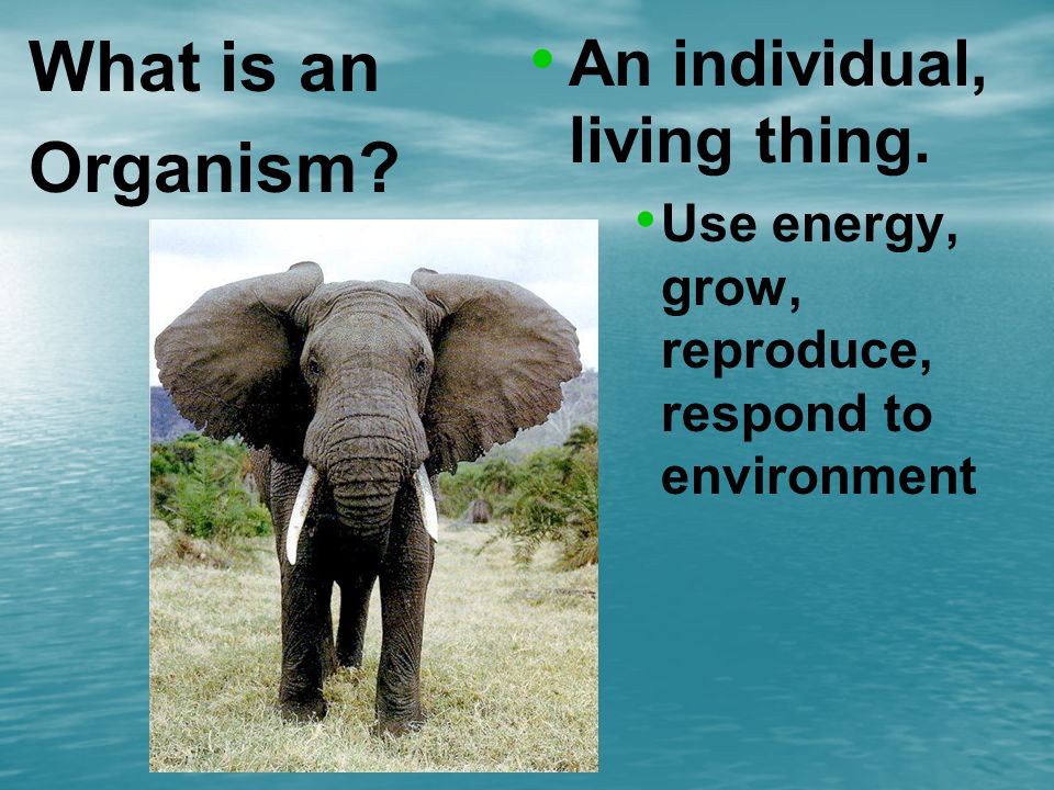 What is an Organism An individual, living thing.