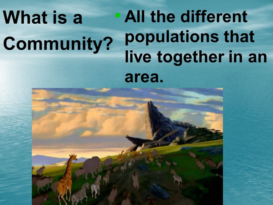 What is a Community All the different populations that live together in an area.
