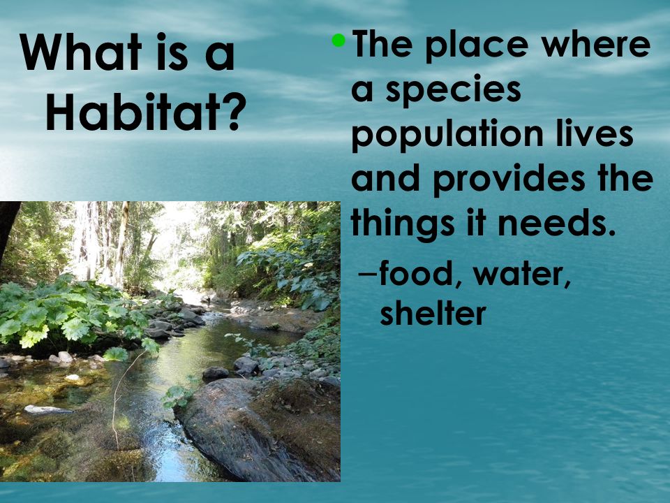 What is a Habitat. The place where a species population lives and provides the things it needs.