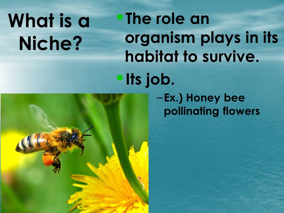 What is a Niche The role an organism plays in its habitat to survive.