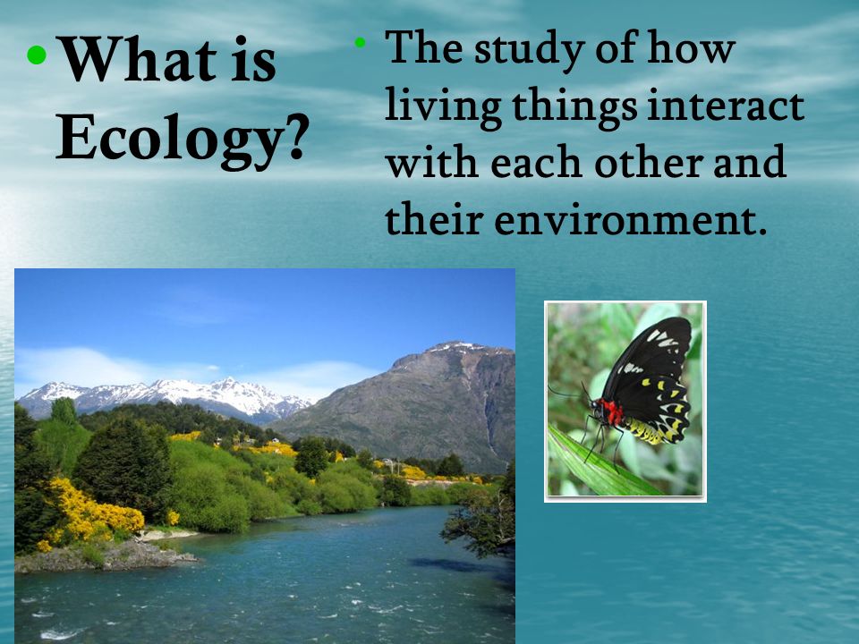 What is Ecology The study of how living things interact with each other and their environment.