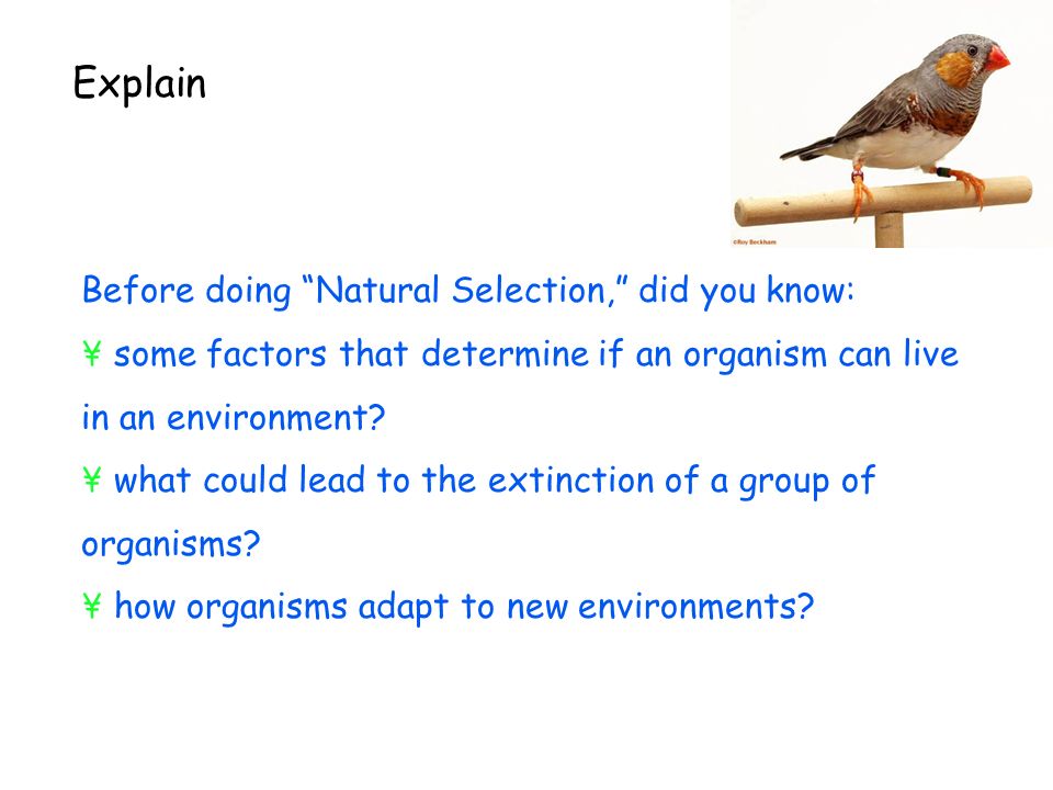 Explain Before doing Natural Selection, did you know: