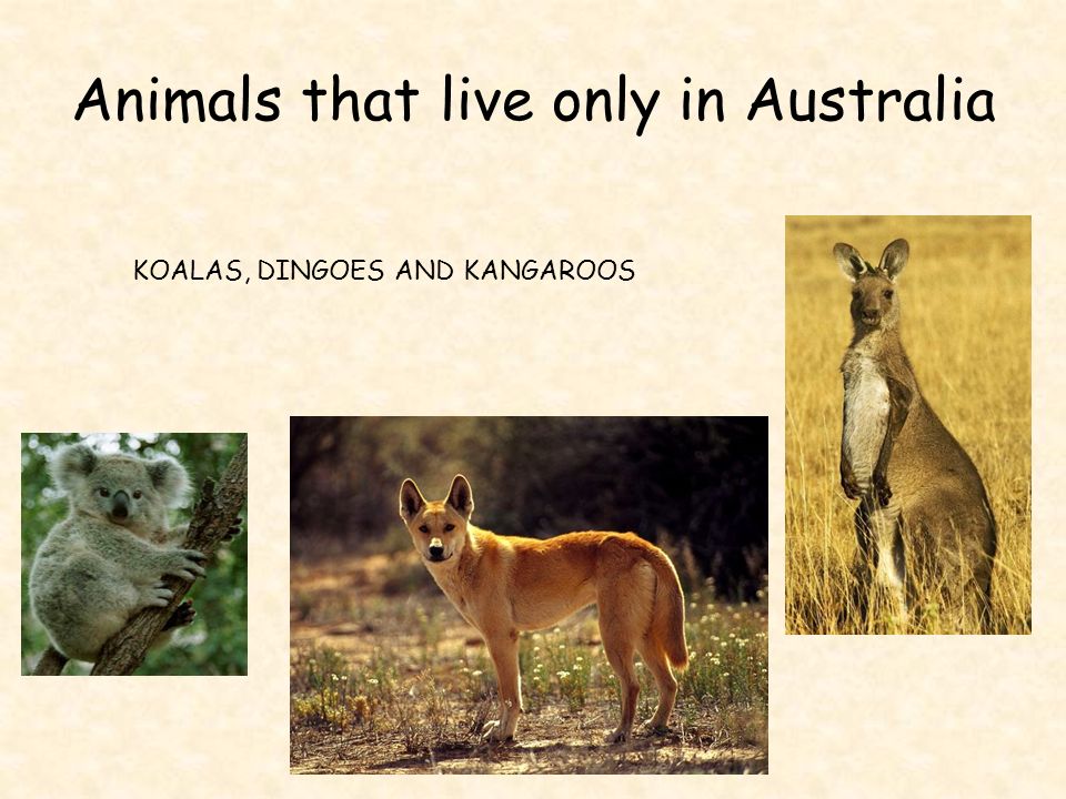 Animals that live only in Australia