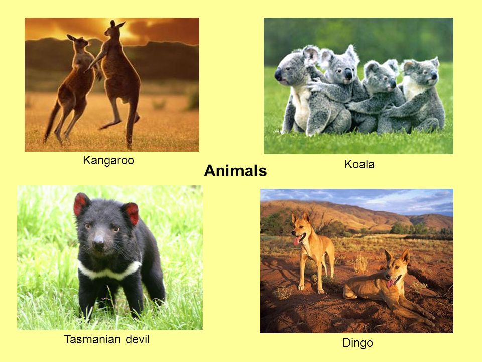 Kangaroo Koala Animals Tasmanian devil Dingo
