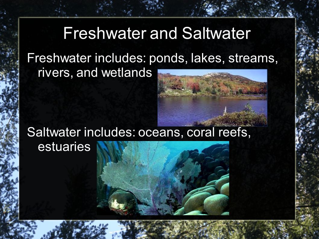 Freshwater and Saltwater