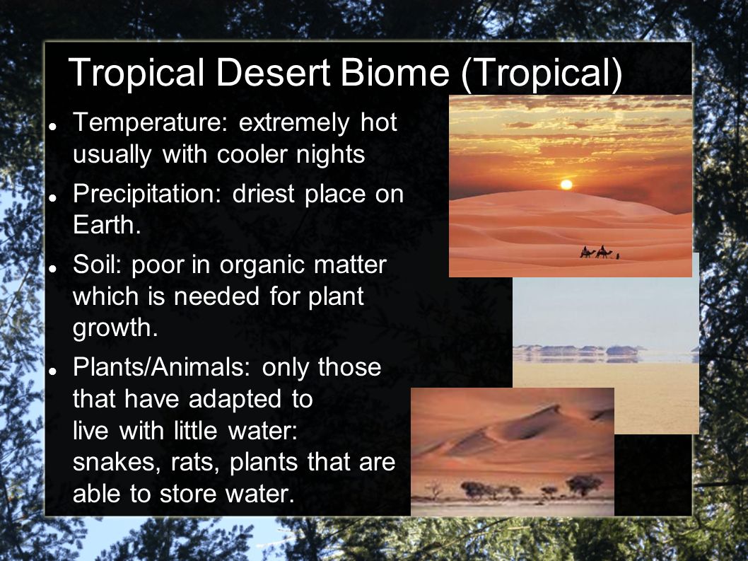 Tropical Desert Biome (Tropical)