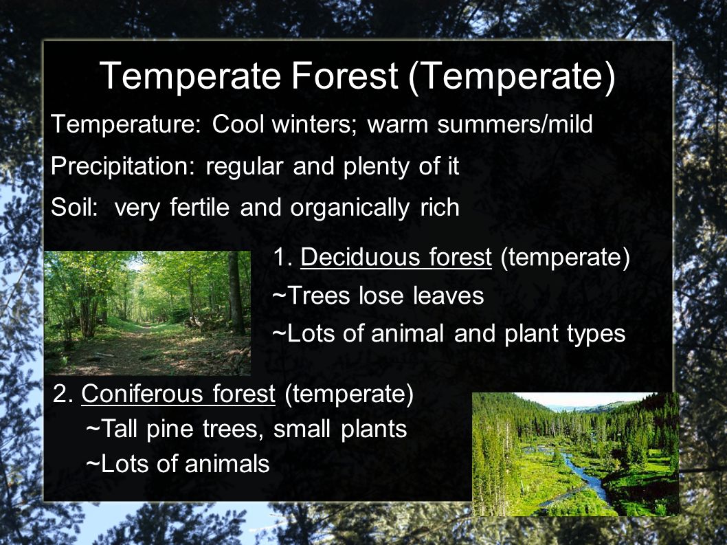 Temperate Forest (Temperate)