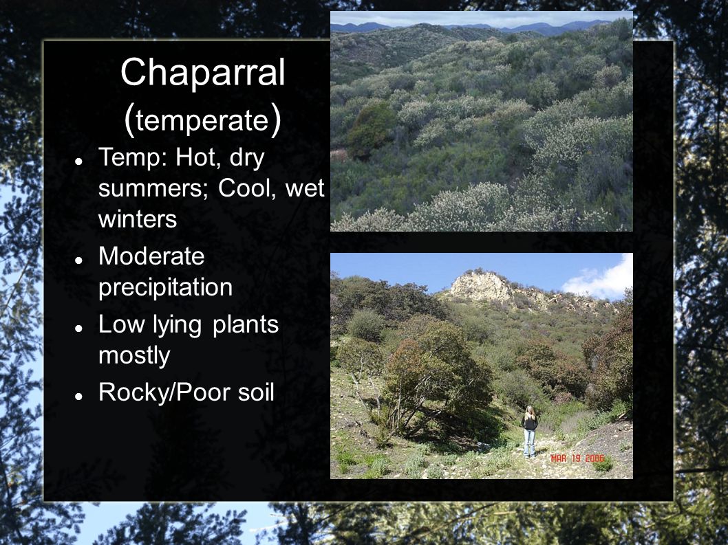 Chaparral (temperate)