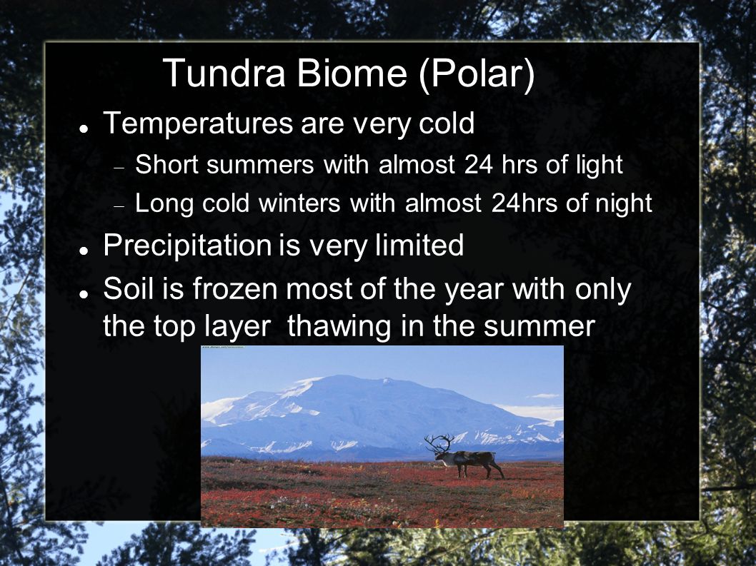 Tundra Biome (Polar) Temperatures are very cold