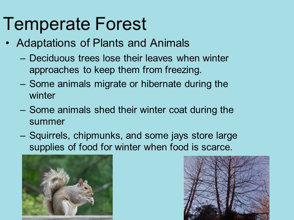Major Land Biomes. Major Land Biomes Biome- complex of terrestrial  communities that cover a large area; characterized by soil, climate,  plants, and. - ppt video online download