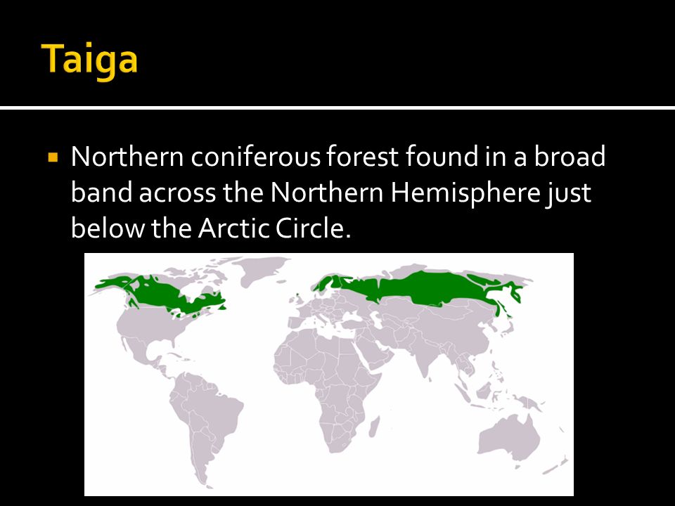 Taiga Northern coniferous forest found in a broad band across the Northern Hemisphere just below the Arctic Circle.