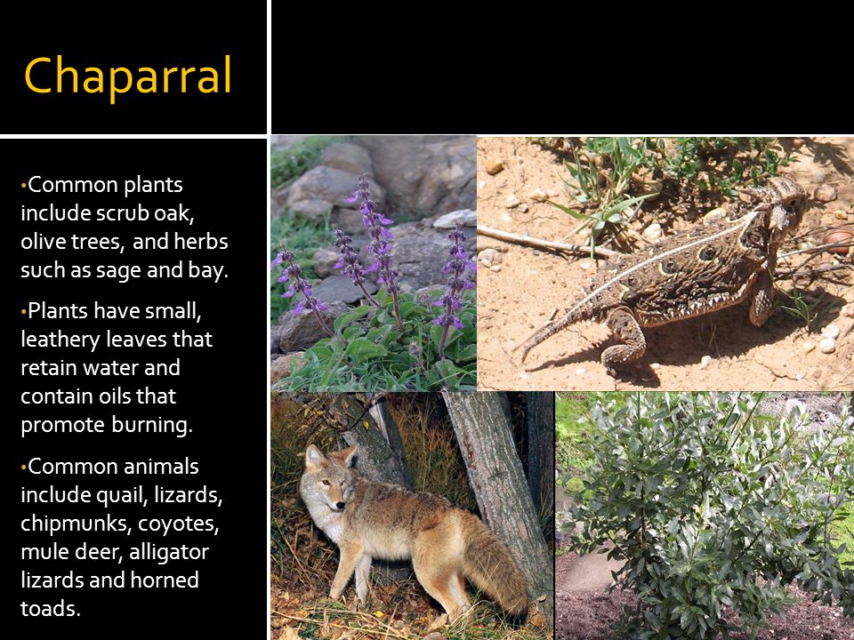 Chaparral Common plants include scrub oak, olive trees, and herbs such as sage and bay.