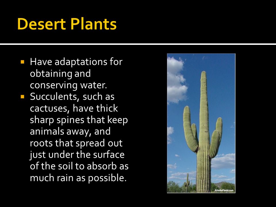 Desert Plants Have adaptations for obtaining and conserving water.