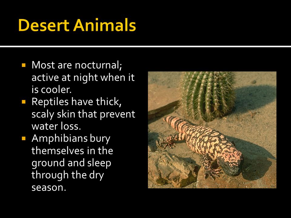 Desert Animals Most are nocturnal; active at night when it is cooler.