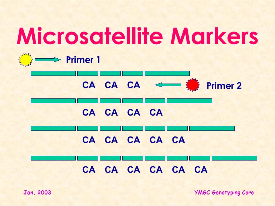 Searching Microsatellite Markers for Mapping a Disease Gene - ppt video  online download