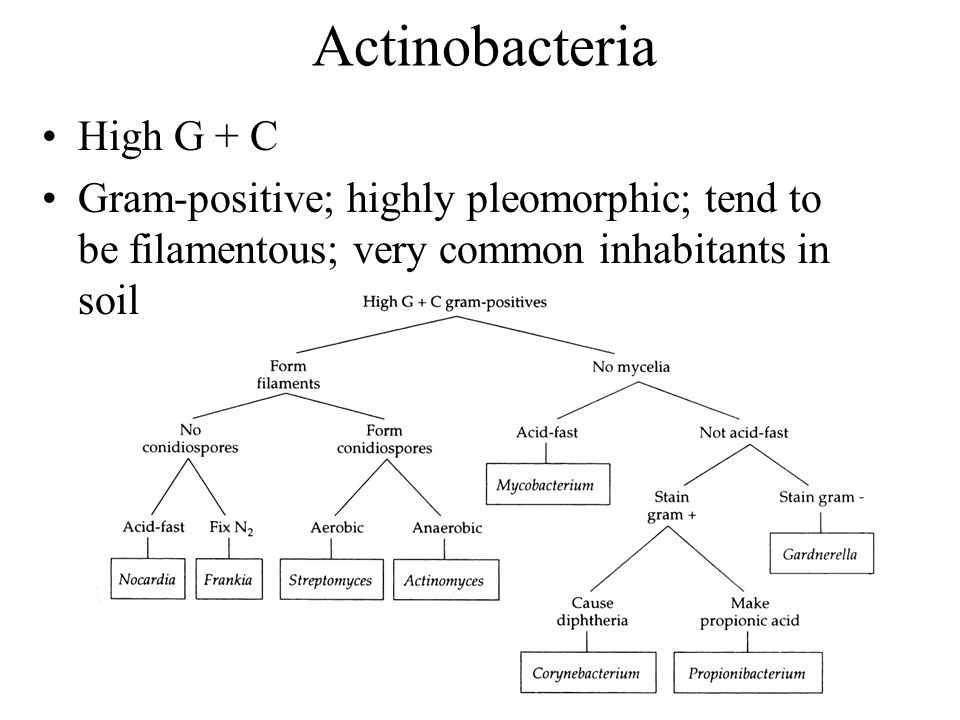 Actinobacteria High G + C