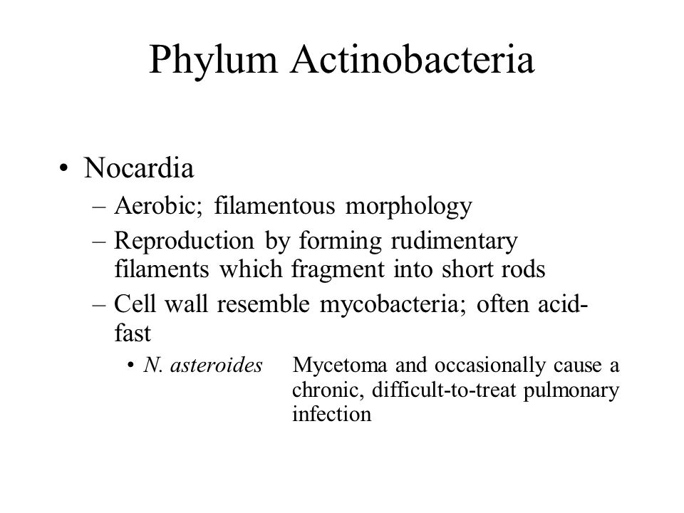 Phylum Actinobacteria