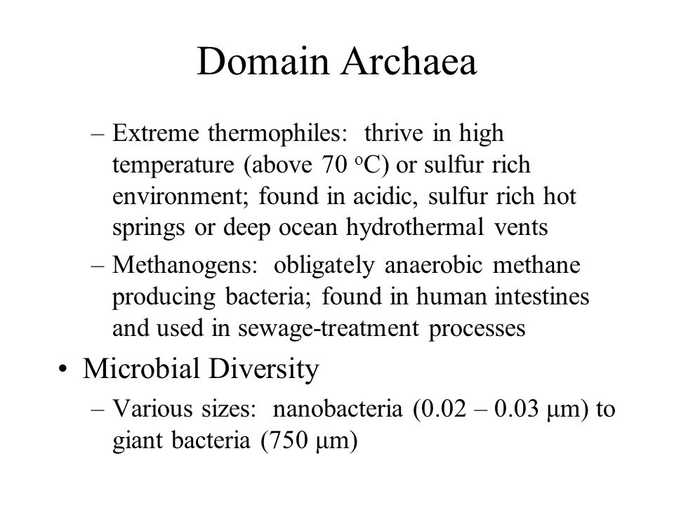 Domain Archaea Microbial Diversity