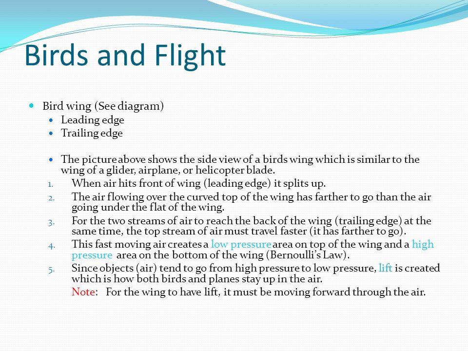 Birds and Flight Bird wing (See diagram) Leading edge Trailing edge
