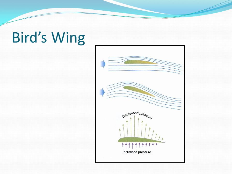 Bird’s Wing