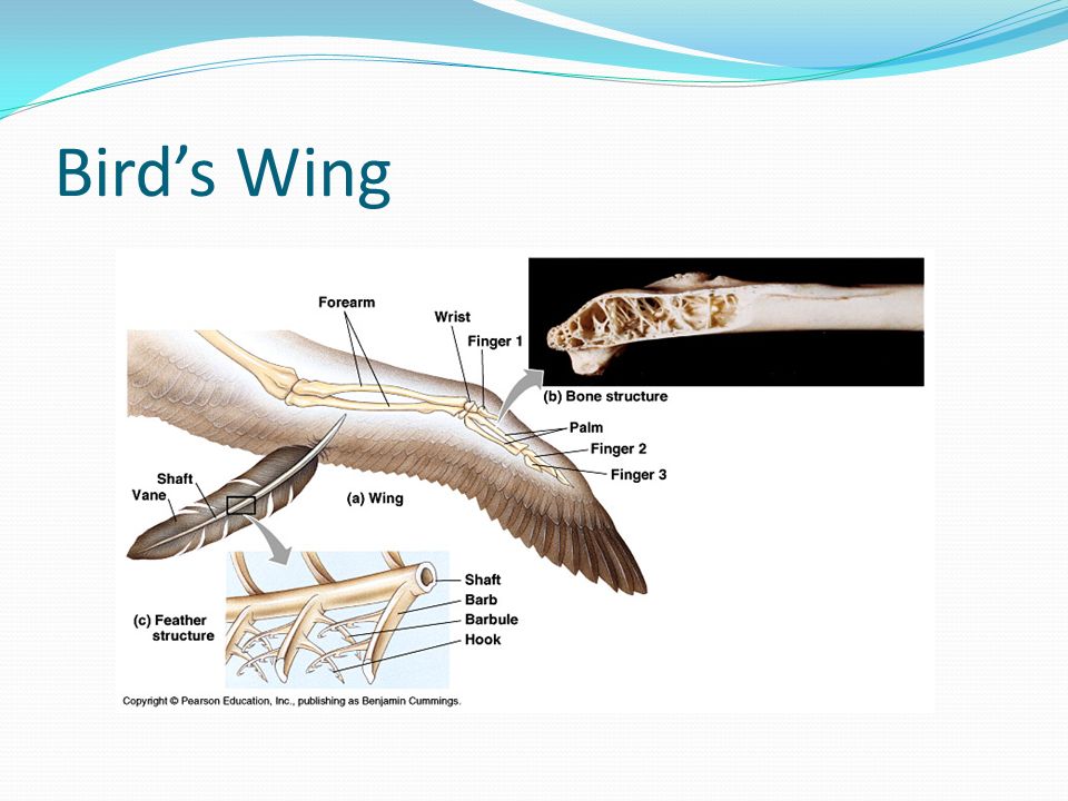 Bird’s Wing