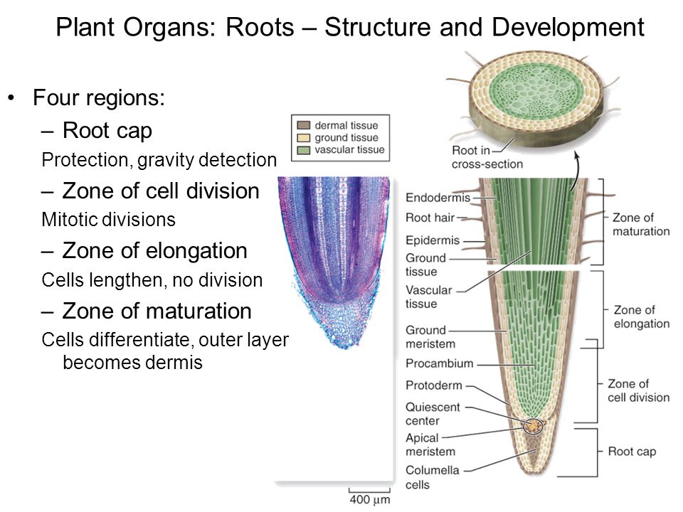 Plant structure. Plant structure root Cortex Cells. Plant Organs. The structure of the root Zones. Plant Cell Division.