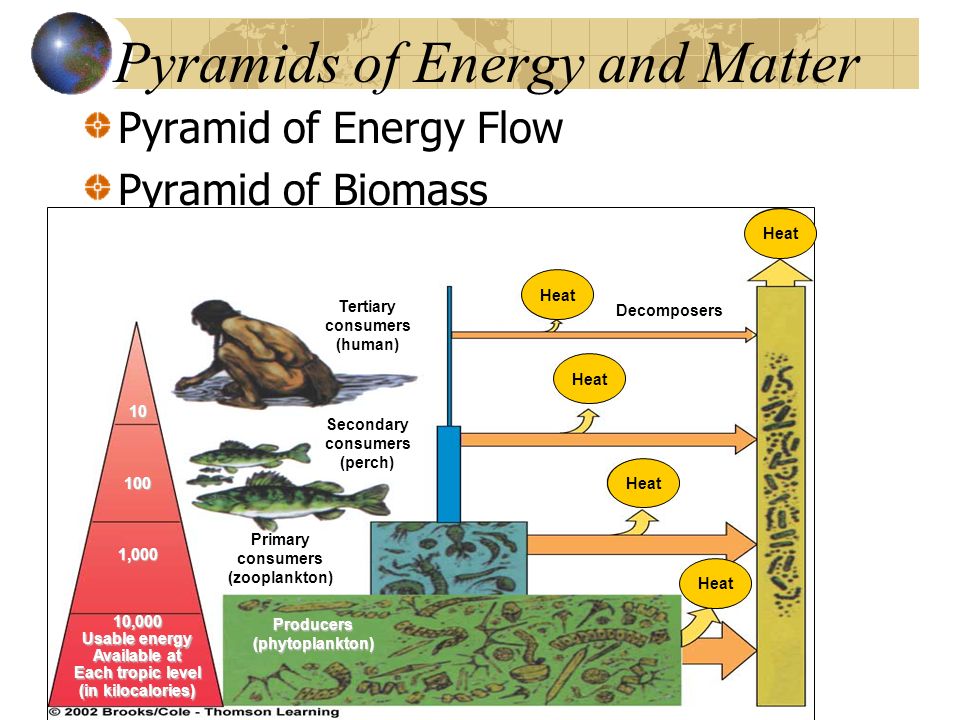 Pyramid of biomass. Energy Pyramid. Producers, Consumers, and decomposers. Primary Consumers and secondary Consumers. Фитопланктон трофический уровень