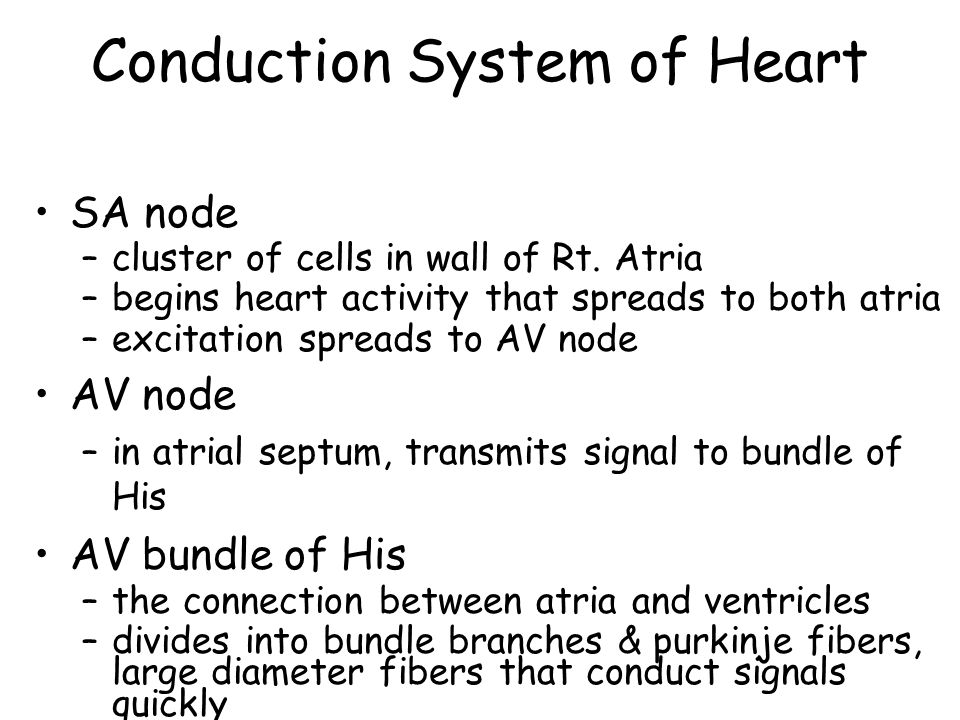 Conduction System of Heart