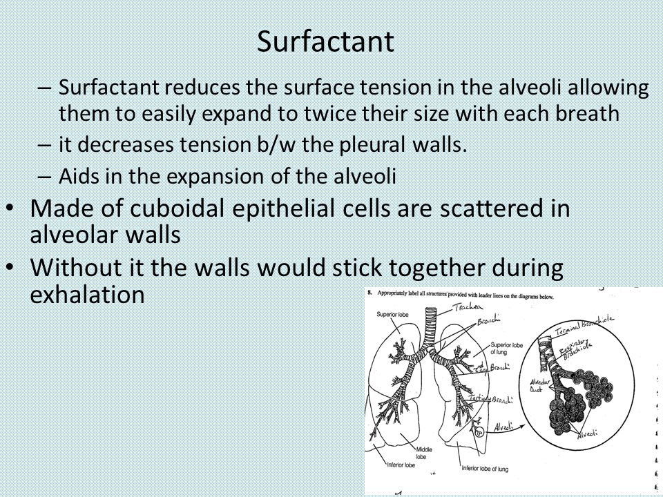 How much do you know about … - ppt video online download